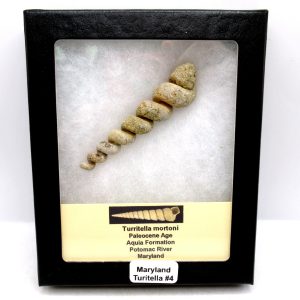 Turritella Paleocene Fossil for Sale from Maryland #4 - 3.06"