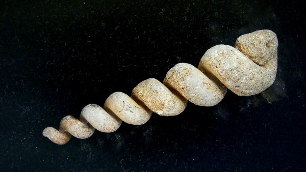 Turritella Paleocene Fossil for Sale from Maryland #4 - 3.06" - Image 3