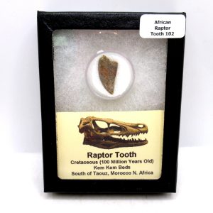African "Raptor" Dinosaur Tooth - 102