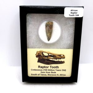 Genuine Cretaceous Age Raptor Dinosaur Tooth Fossil For Sale From Morocco #104