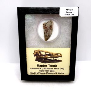 Genuine Cretaceous Age Raptor Dinosaur Tooth Fossil For Sale From Morocco #106