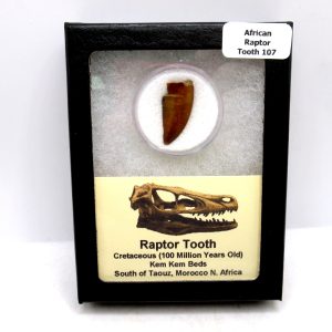 Genuine Cretaceous Age Raptor Dinosaur Tooth Fossil For Sale From Morocco #107