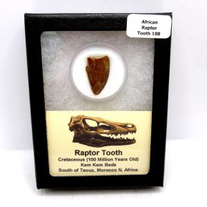 Genuine Cretaceous Age Raptor Dinosaur Tooth Fossil For Sale From Morocco #108