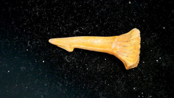 Sawfish Cretaceous Rostral Tooth For Sale from Morocco #10 - Image 2