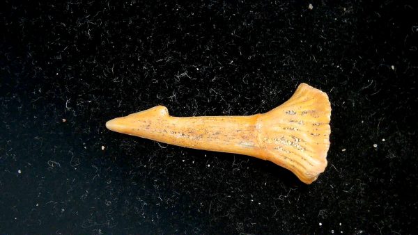 Sawfish Cretaceous Rostral Tooth For Sale from Morocco #10 - Image 4
