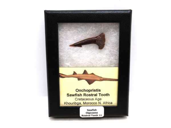 Sawfish Cretaceous Rostral Tooth For Sale from Morocco #11