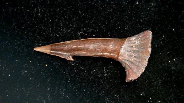 Sawfish Cretaceous Rostral Tooth For Sale from Morocco #11 - Image 2