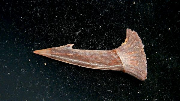 Sawfish Cretaceous Rostral Tooth For Sale from Morocco #11 - Image 4