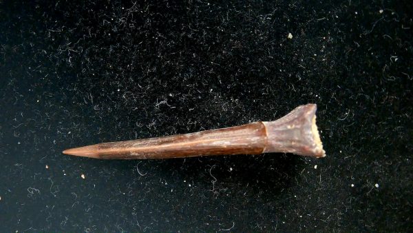 Sawfish Cretaceous Rostral Tooth For Sale from Morocco #11 - Image 3