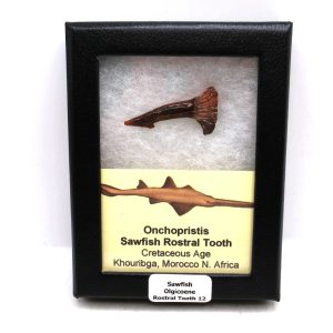 Sawfish Cretaceous Rostral Tooth For Sale from Morocco #12