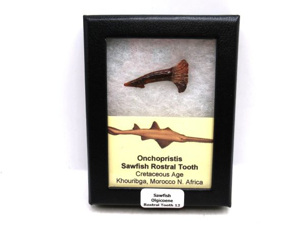 Sawfish Cretaceous Rostral Tooth For Sale from Morocco #12