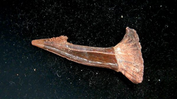 Sawfish Cretaceous Rostral Tooth For Sale from Morocco #12 - Image 4