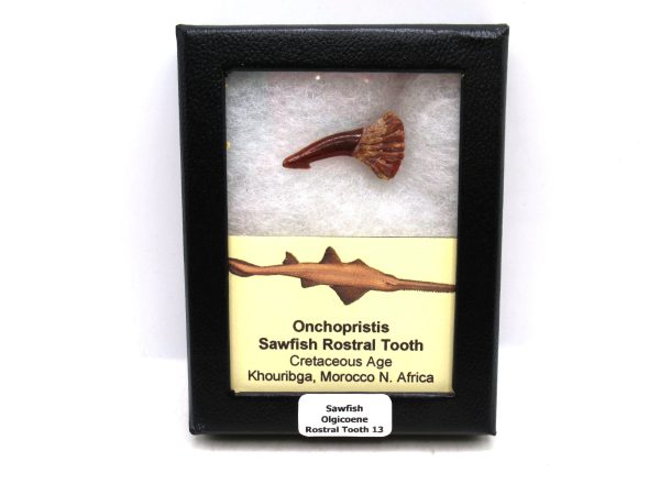 Sawfish Cretaceous Rostral Tooth For Sale from Morocco #13