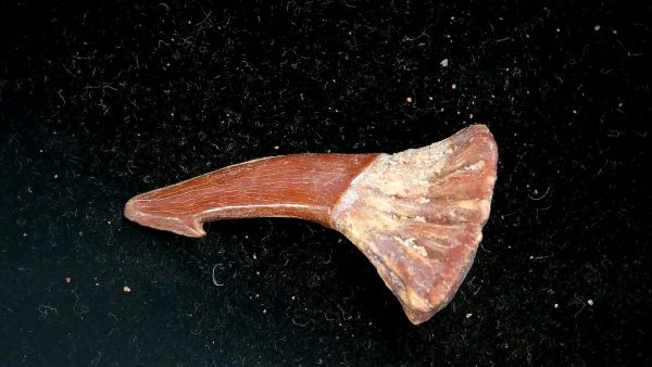 Sawfish Cretaceous Rostral Tooth For Sale from Morocco #13 - Image 2