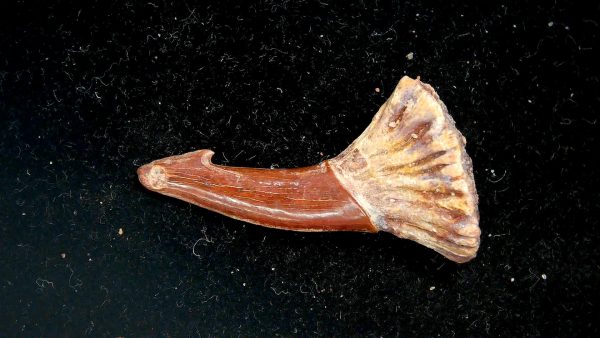 Sawfish Cretaceous Rostral Tooth For Sale from Morocco #13 - Image 4