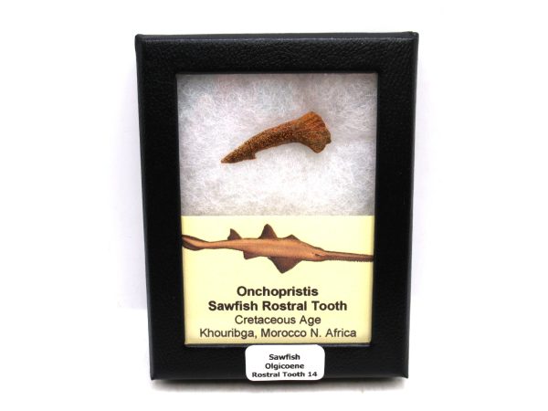 Sawfish Cretaceous Rostral Tooth For Sale from Morocco #14