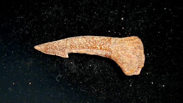 Sawfish Cretaceous Rostral Tooth For Sale from Morocco #14 - Image 2
