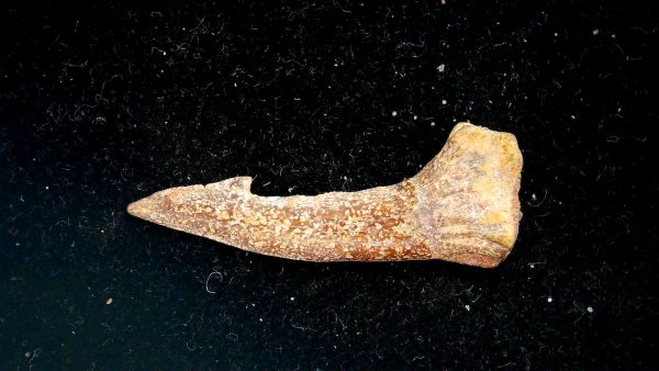 Sawfish Cretaceous Rostral Tooth For Sale from Morocco #14 - Image 4
