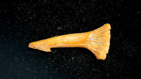 Sawfish Cretaceous Rostral Tooth For Sale from Morocco #5 - Image 2