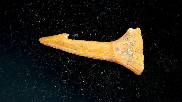 Sawfish Cretaceous Rostral Tooth For Sale from Morocco #5 - Image 4