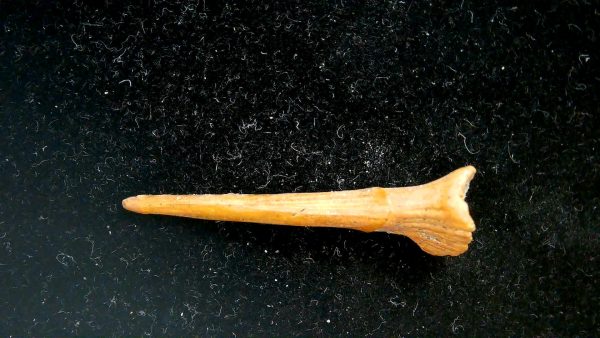 Sawfish Cretaceous Rostral Tooth For Sale from Morocco #5 - Image 3