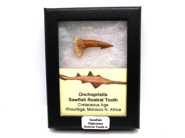 Sawfish Cretaceous Rostral Tooth For Sale from Morocco #6