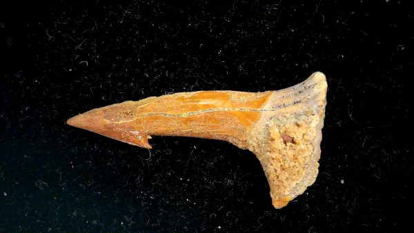 Sawfish Cretaceous Rostral Tooth For Sale from Morocco #6 - Image 2
