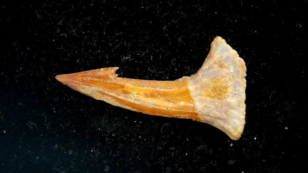 Sawfish Cretaceous Rostral Tooth For Sale from Morocco #6 - Image 4