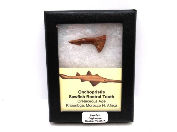 Sawfish Cretaceous Rostral Tooth For Sale from Morocco #7