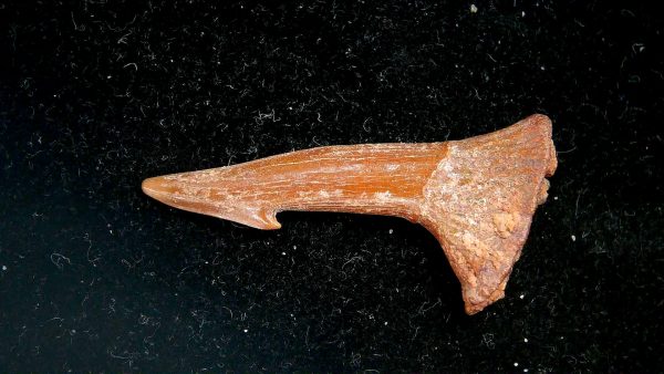 Sawfish Cretaceous Rostral Tooth For Sale from Morocco #7 - Image 2