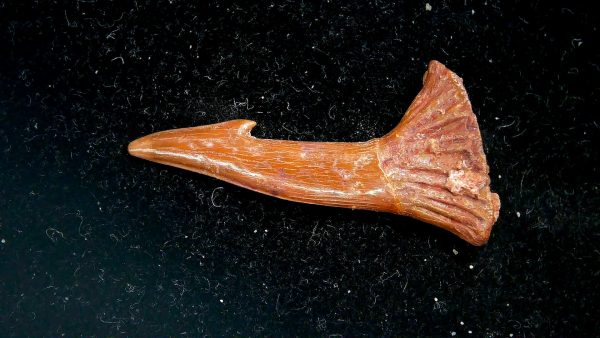 Sawfish Cretaceous Rostral Tooth For Sale from Morocco #7 - Image 4