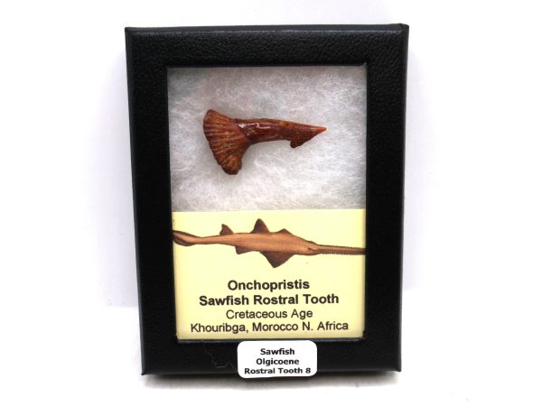 Sawfish Cretaceous Rostral Tooth For Sale from Morocco #8