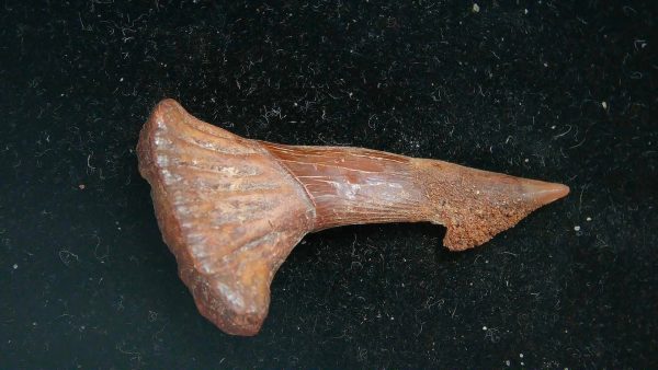 Sawfish Cretaceous Rostral Tooth For Sale from Morocco #8 - Image 2