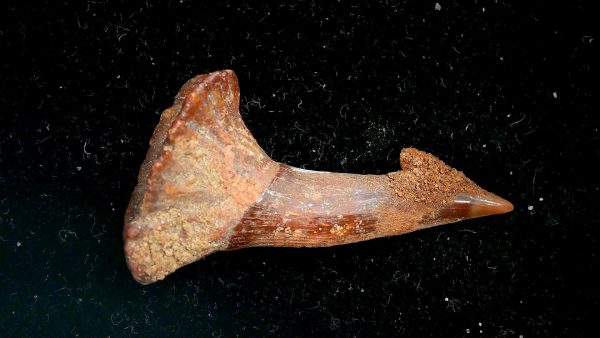 Sawfish Cretaceous Rostral Tooth For Sale from Morocco #8 - Image 4