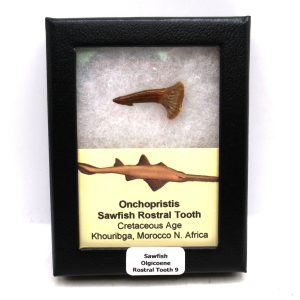 Sawfish Cretaceous Rostral Tooth For Sale from Morocco #9