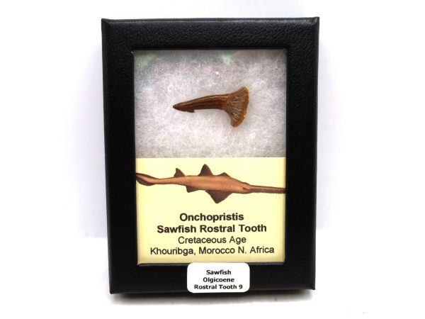 Sawfish Cretaceous Rostral Tooth For Sale from Morocco #9