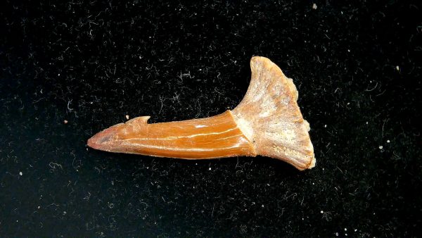 Sawfish Cretaceous Rostral Tooth For Sale from Morocco #9 - Image 4