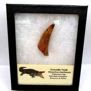 Crocodile Tooth for Sale - Elosuchus from Morocco #51