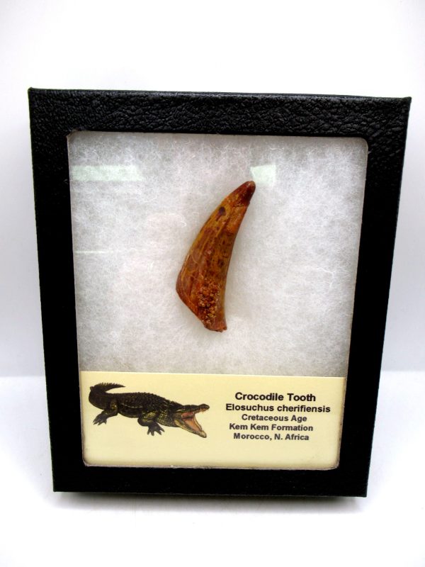 Crocodile Tooth for Sale - Elosuchus from Morocco #51