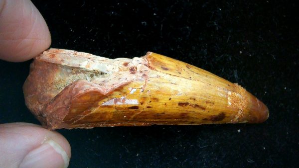 Crocodile Tooth for Sale - Elosuchus from Morocco #51 - Image 4