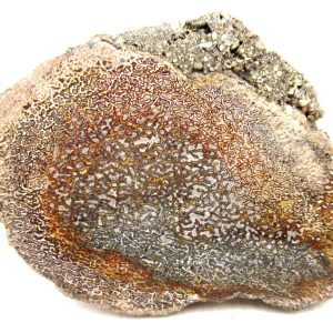 Genuine Cretaceous Age Polished Dinosaur Bone Slice for Sale from Morocco #100