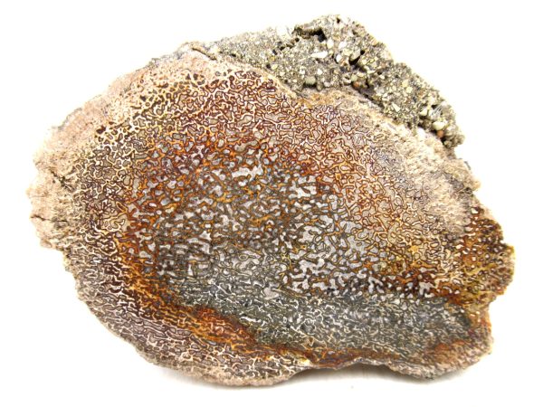 Genuine Cretaceous Age Polished Dinosaur Bone Slice for Sale from Morocco #100