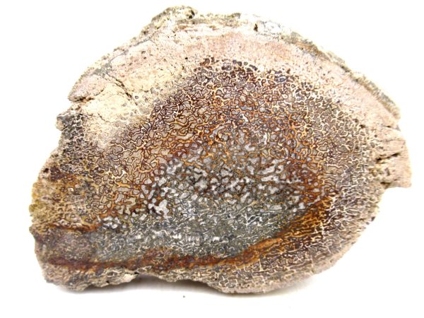 Genuine Cretaceous Age Polished Dinosaur Bone Slice for Sale from Morocco #100a