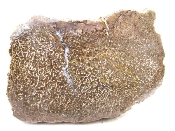 Genuine Cretaceous Age Polished Dinosaur Bone Slice for Sale from Morocco #101