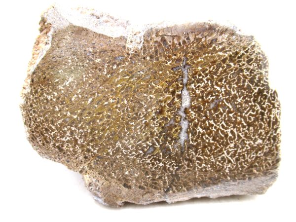 Genuine Cretaceous Age Polished Dinosaur Bone Slice for Sale from Morocco #101a