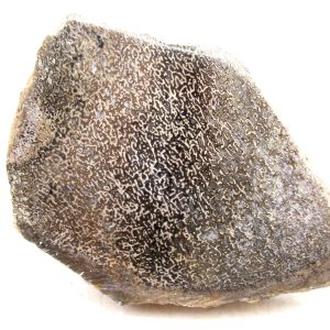 Genuine Cretaceous Age Polished Dinosaur Bone Slice for Sale from Morocco #102