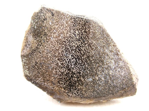 Genuine Cretaceous Age Polished Dinosaur Bone Slice for Sale from Morocco #102