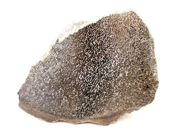 Genuine Cretaceous Age Polished Dinosaur Bone Slice for Sale from Morocco #102a
