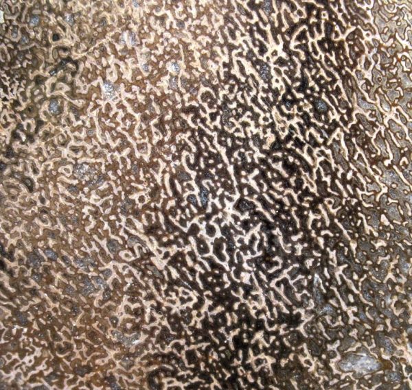 Genuine Cretaceous Age Polished Dinosaur Bone Slice for Sale from Morocco #102b