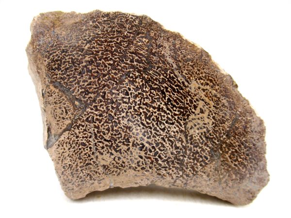 Cretaceous Dinosaur Fossil Polished Bone Slice for Sale #103 - 4.12"